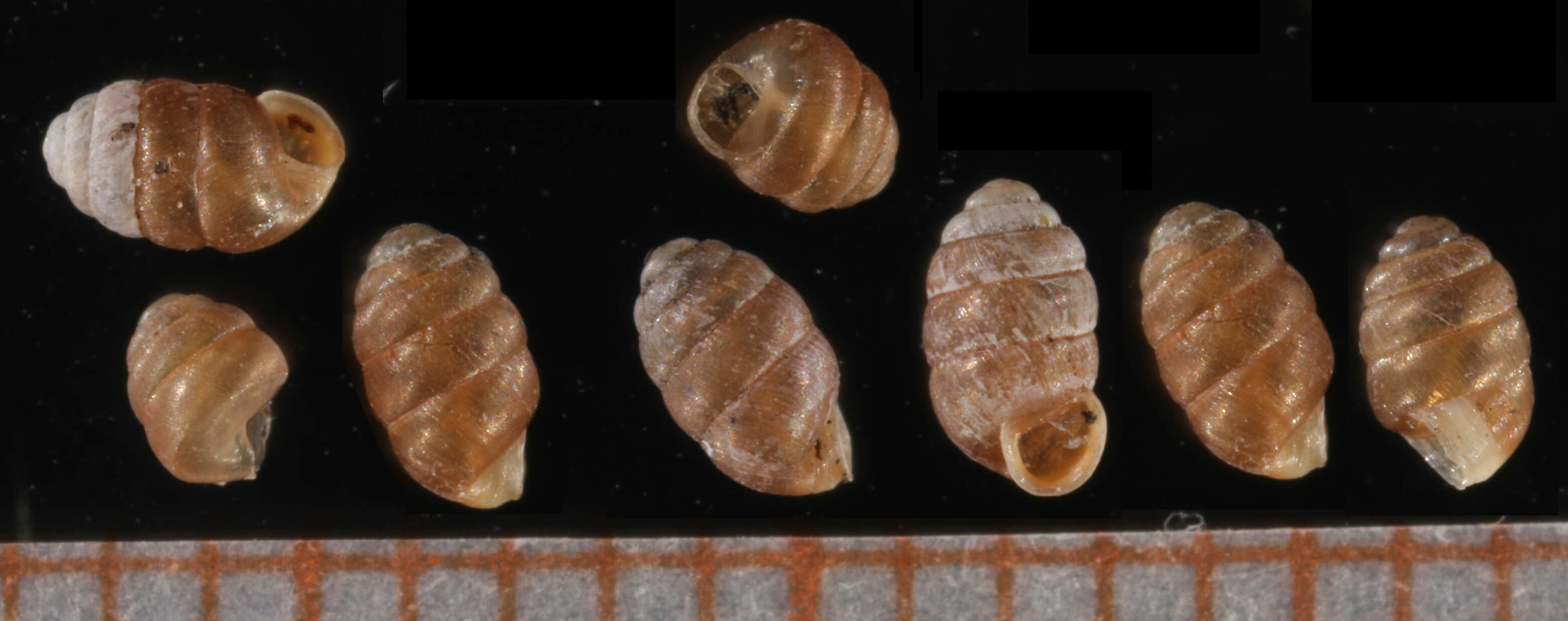 Pupilla pratensis (Clessin 1871) resmi