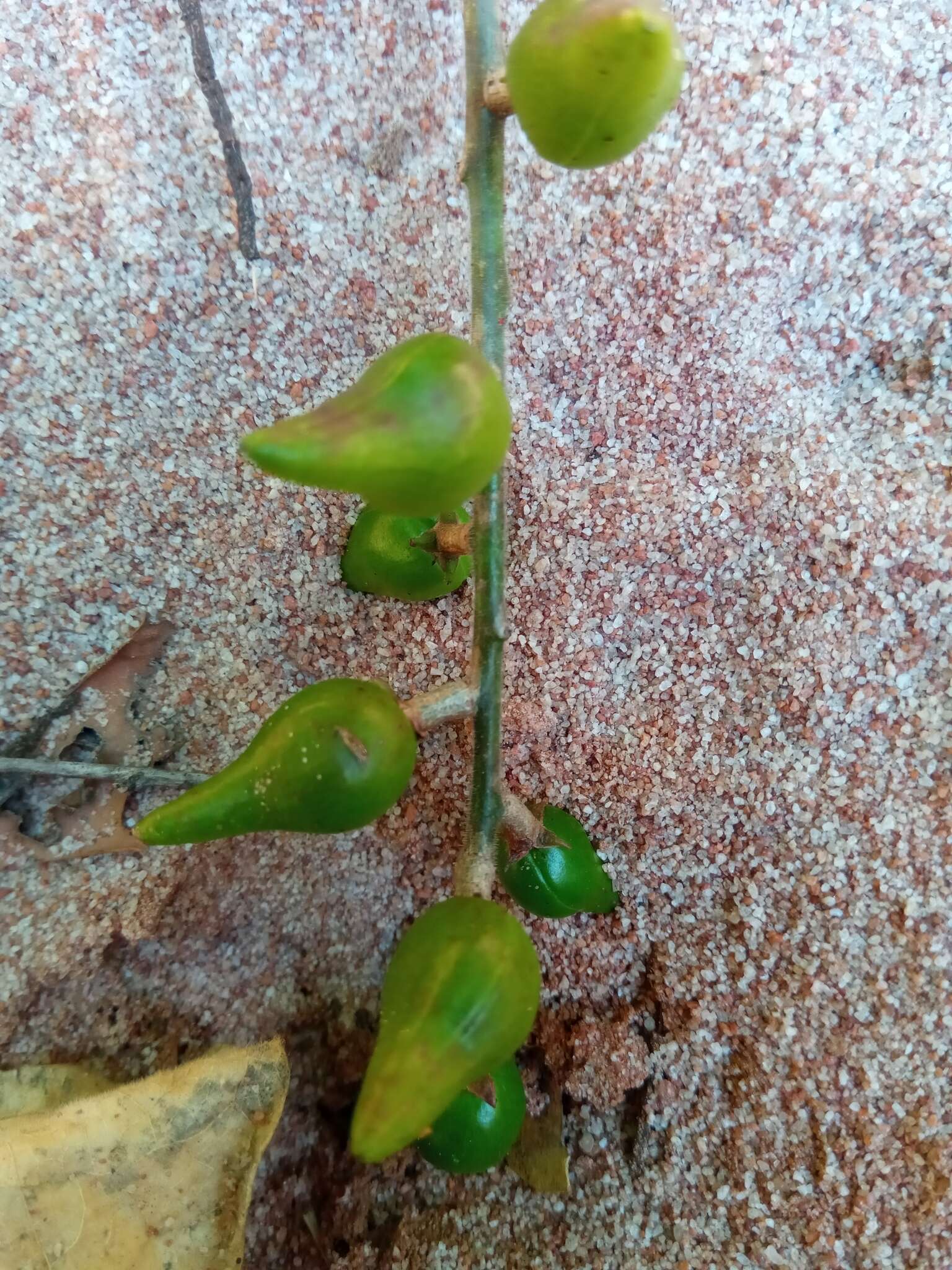 Sivun Commiphora grandifolia Engl. kuva