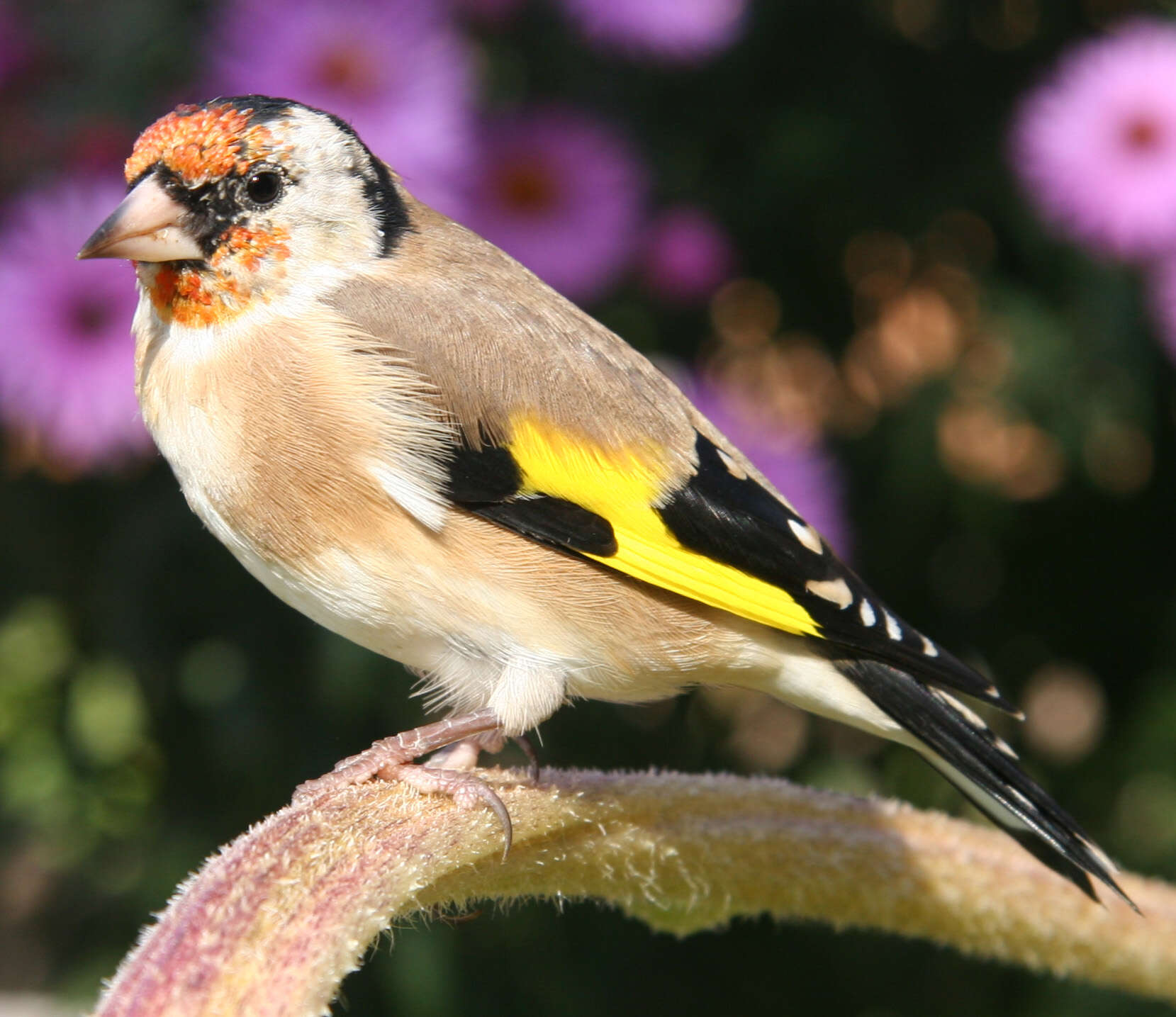 Image of European Goldfinch