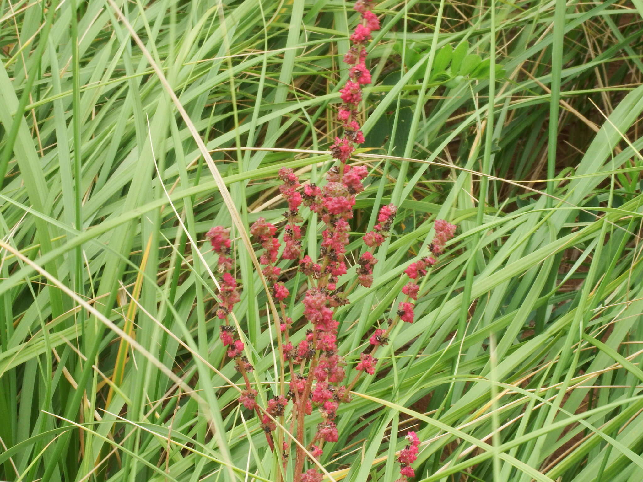 Image of Grass-leaved orache