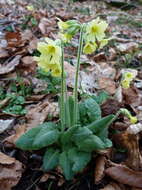 Image of oxlip