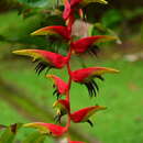 Image of false bird of paradise