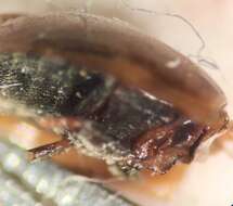 Image of Water scavenger beetle