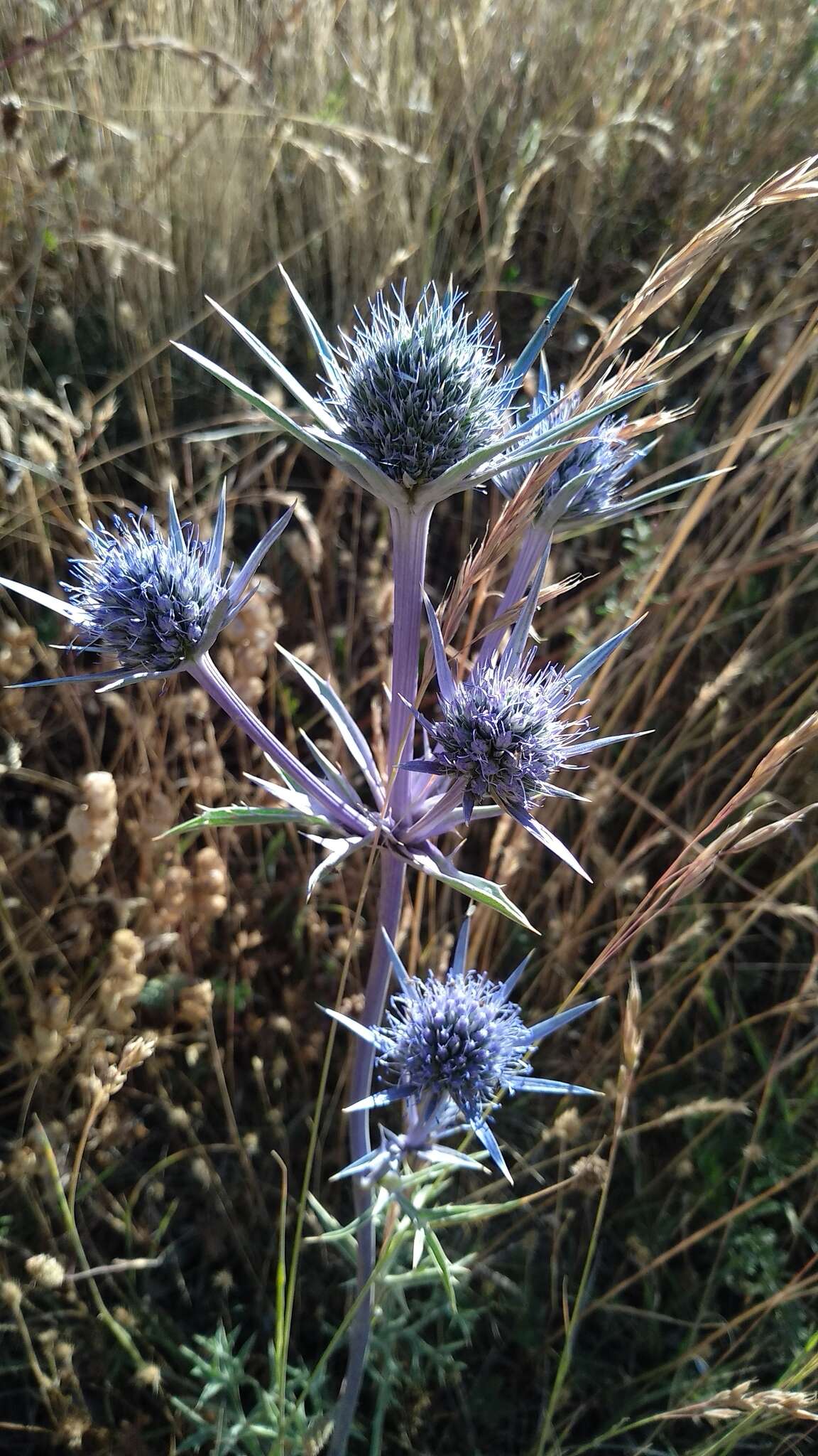 Eryngium bourgatii Gouan resmi