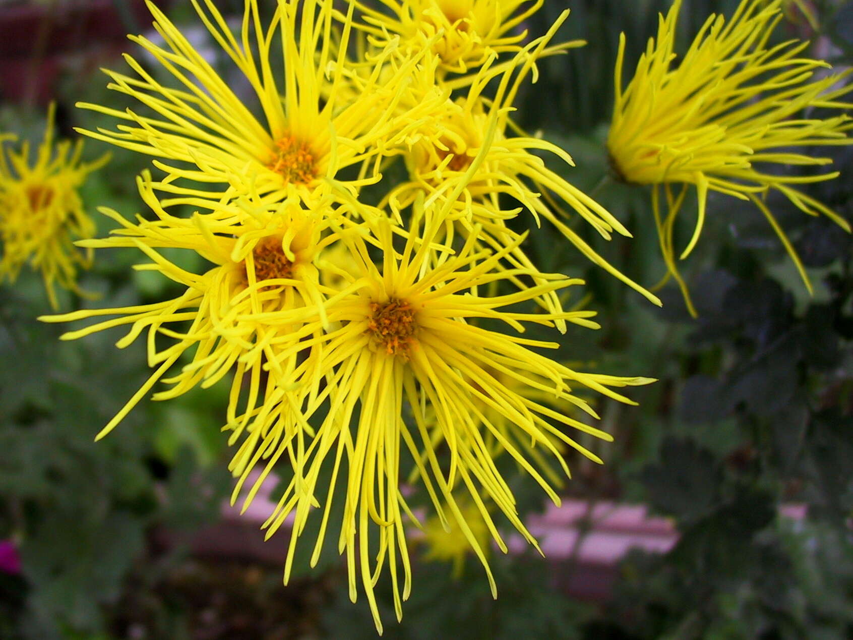 Image of florist's daisy