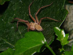 Image of Agelena orientalis C. L. Koch 1837