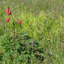 Слика од Lilium grayi S. Watson