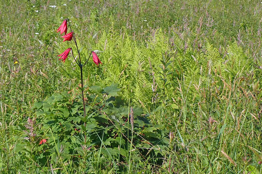 Image of Gray's lily