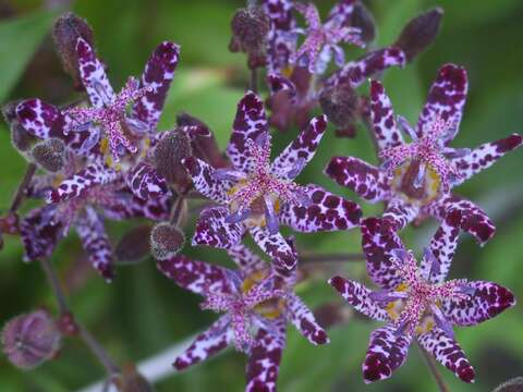 Image of toad lily