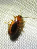 Image of LeConte's Seedcorn Beetle
