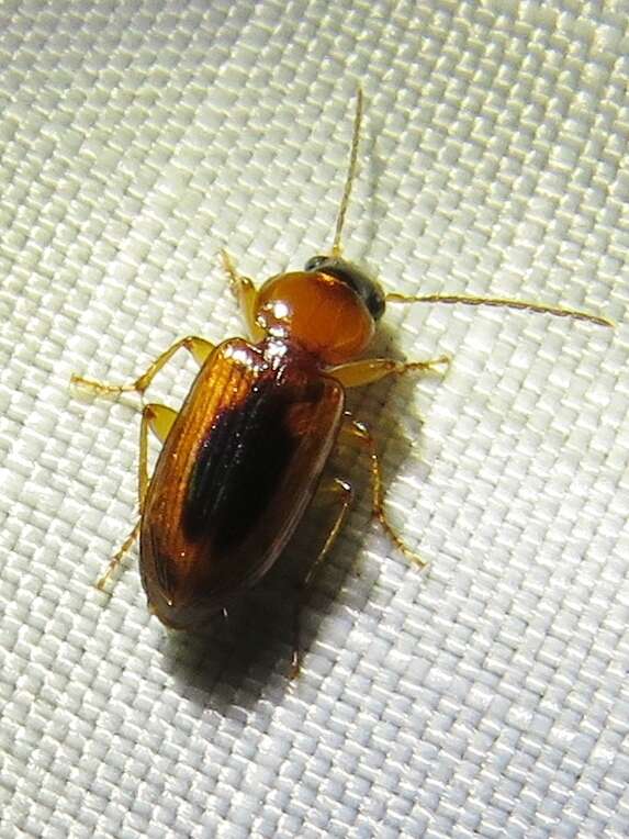 Image of LeConte's Seedcorn Beetle