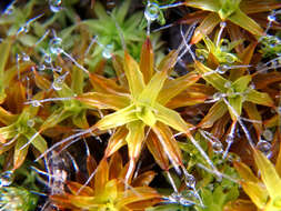 Image of Syntrichia antarctica Zander 1993