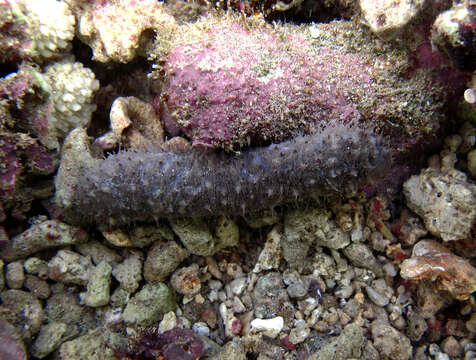 Image of Sea cucumber