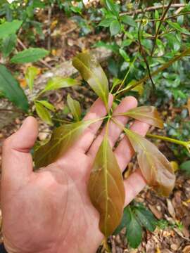 Image of Nothocissus sterculiifolia (F. Müll. ex Benth.) Latiff