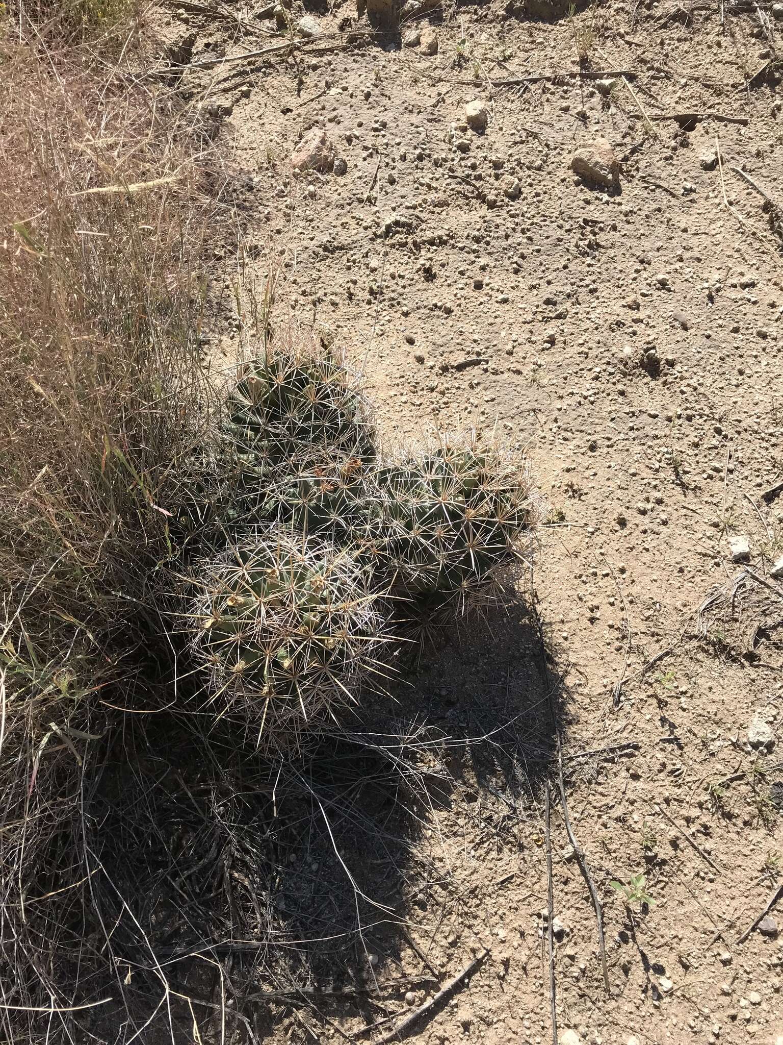 Image of Pima Pineapple Cactus