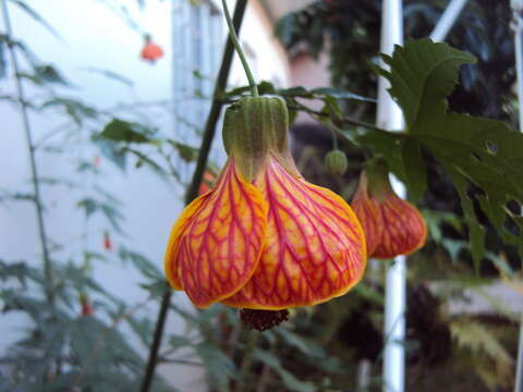 Image of Painted indian mallow