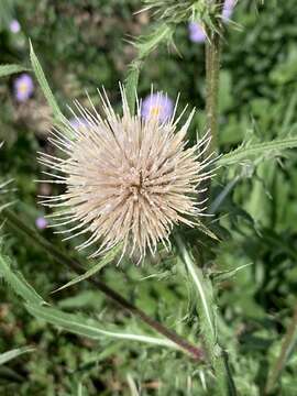 Image of jeweled thistle