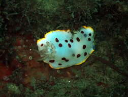 Image de Goniobranchus splendidus (Angas 1864)