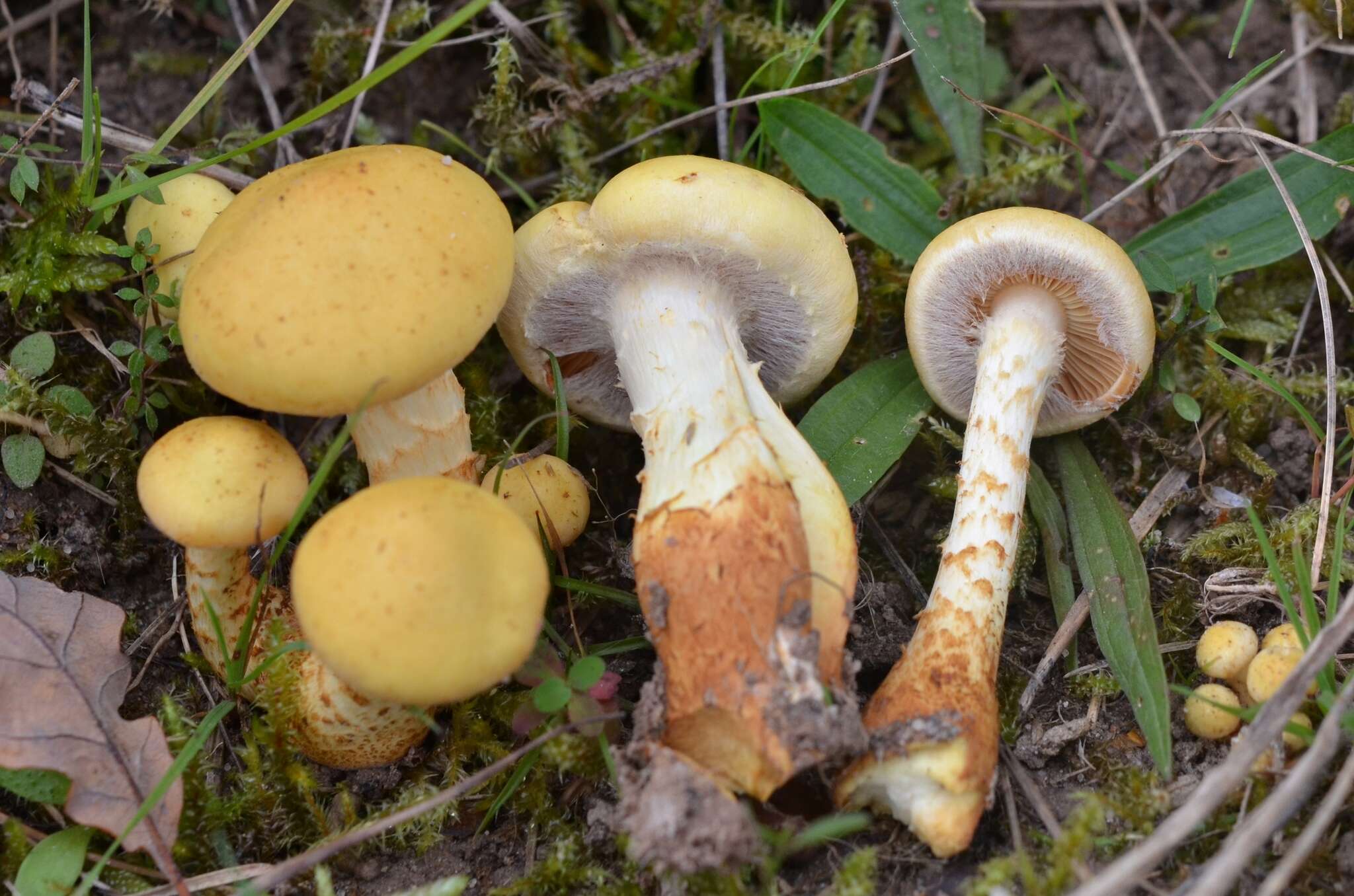 Image of Pholiota pinicola Jacobsson 1986