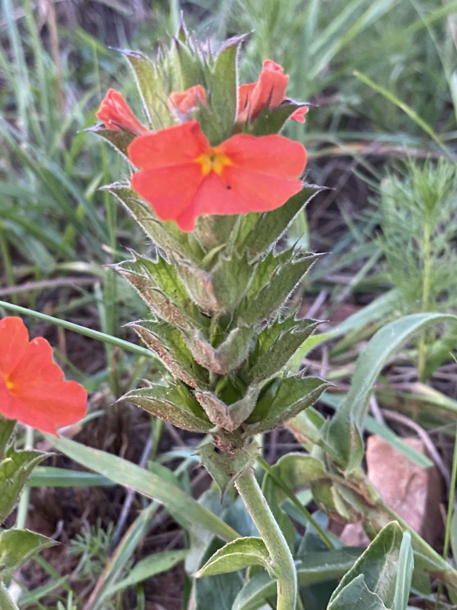 Image of Crossandra greenstockii S. Moore