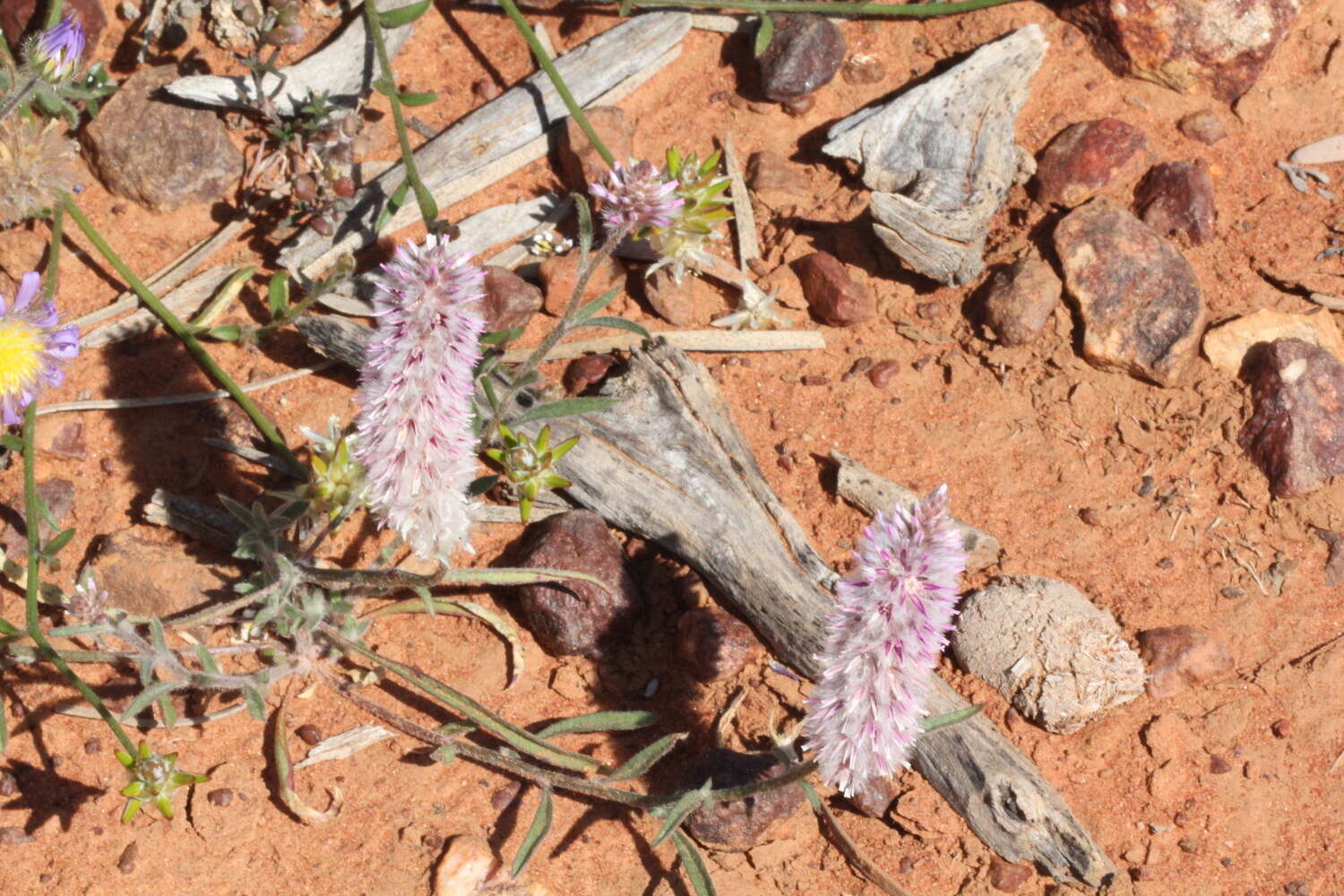 Image de Ptilotus leucocoma (Moq.) F. Muell.