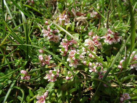 Image of black saltwort