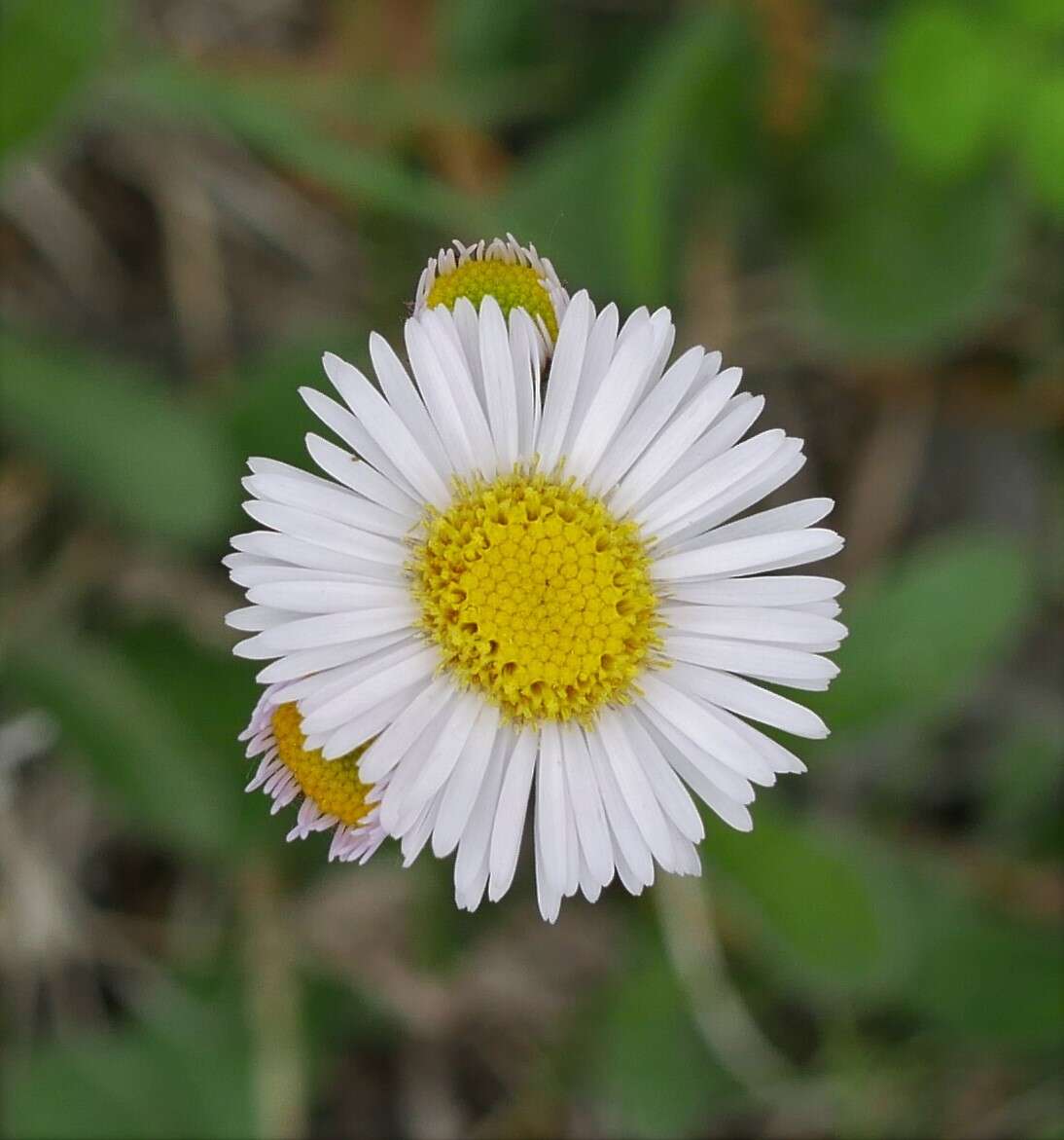 Plancia ëd <i>Erigeron <i>pulchellus</i></i> var. pulchellus