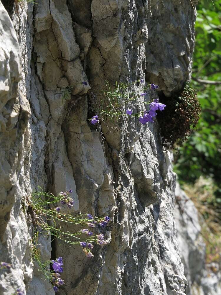 Image de Campanula crassipes Heuff.