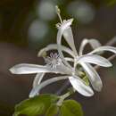 Image de Humbertioturraea grandidieri (Baillon) M. Cheek