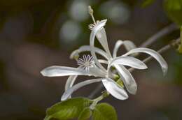 Plancia ëd Humbertioturraea grandidieri (Baillon) M. Cheek