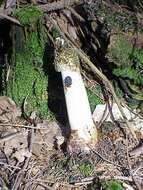 Image of Stinkhorn