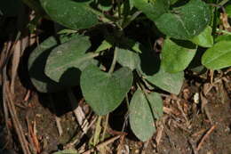 Image of Early Blue (Hook) Violet