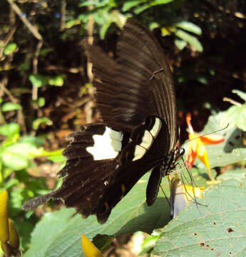 Papilio helenus Linnaeus 1758 resmi