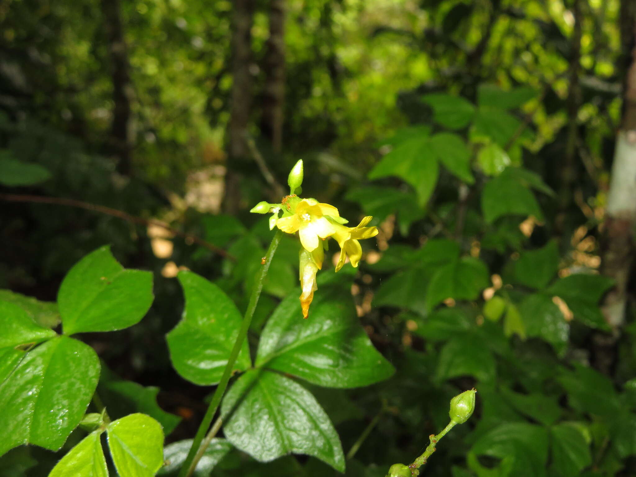 Sivun Oxalis semitruncata A. Lourteig kuva