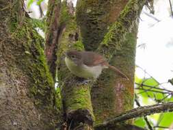 Image of Cabanis's Greenbul