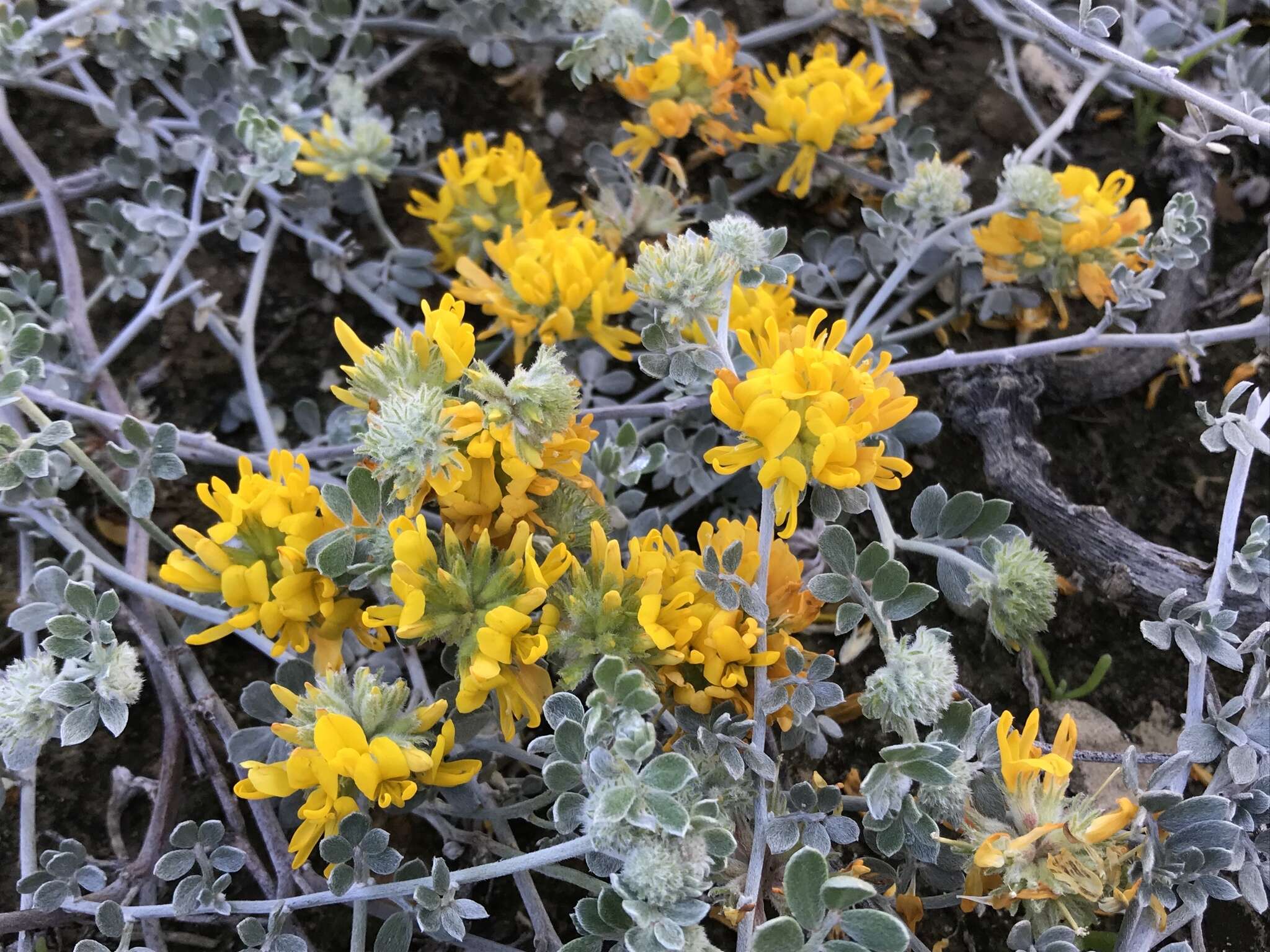 Image of <i>Acmispon argophyllus</i> var. <i>argenteus</i>