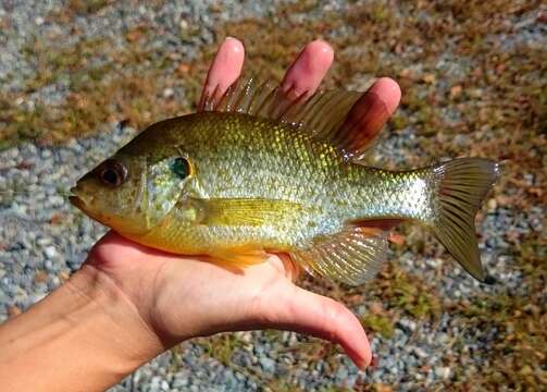 Image of Redear Sunfish