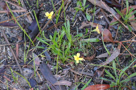 Image of Goodenia geniculata R. Br.