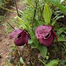 Imagem de Cypripedium tibeticum King ex Rolfe