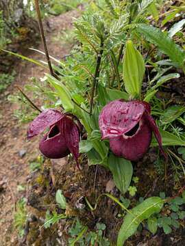 Image of Tibetian Cypripedium