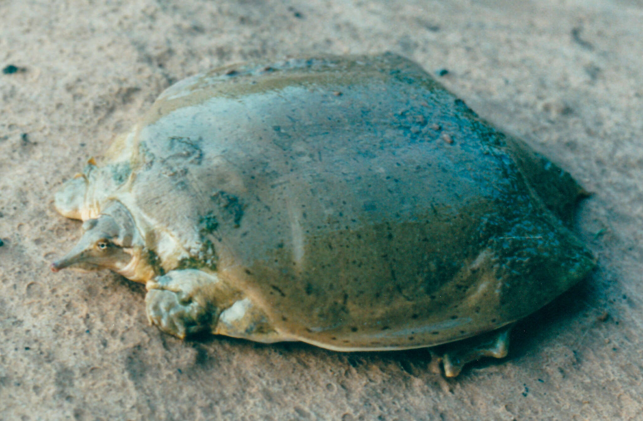 Image of Smooth Softshell Turtle