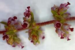 Imagem de Erica hispidula var. hispidula