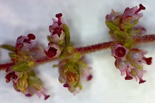 Imagem de Erica hispidula var. hispidula