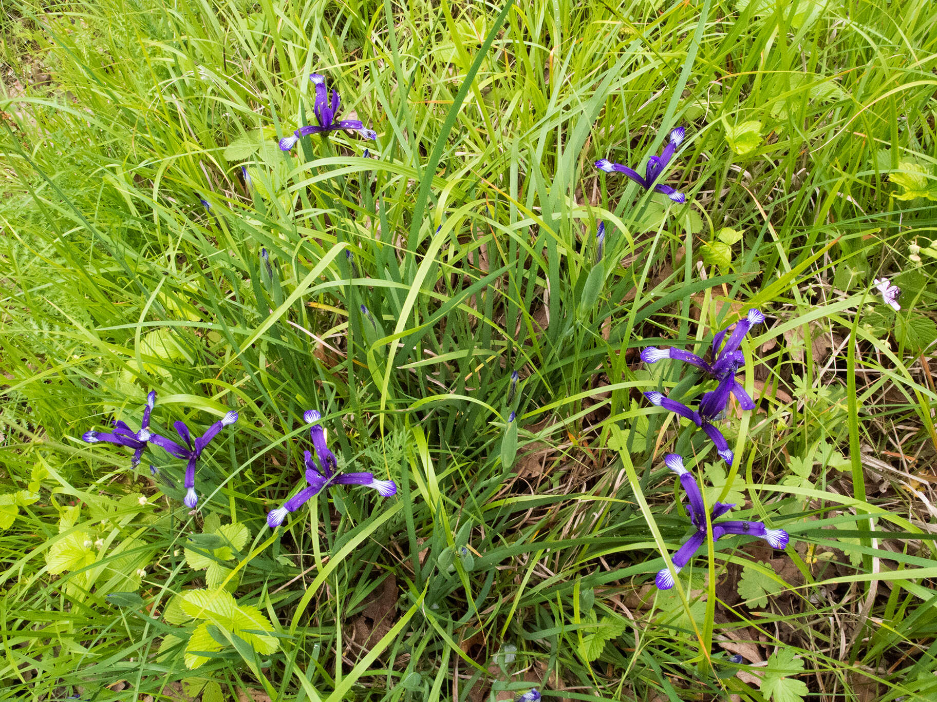 Image of Iris sintenisii Janka