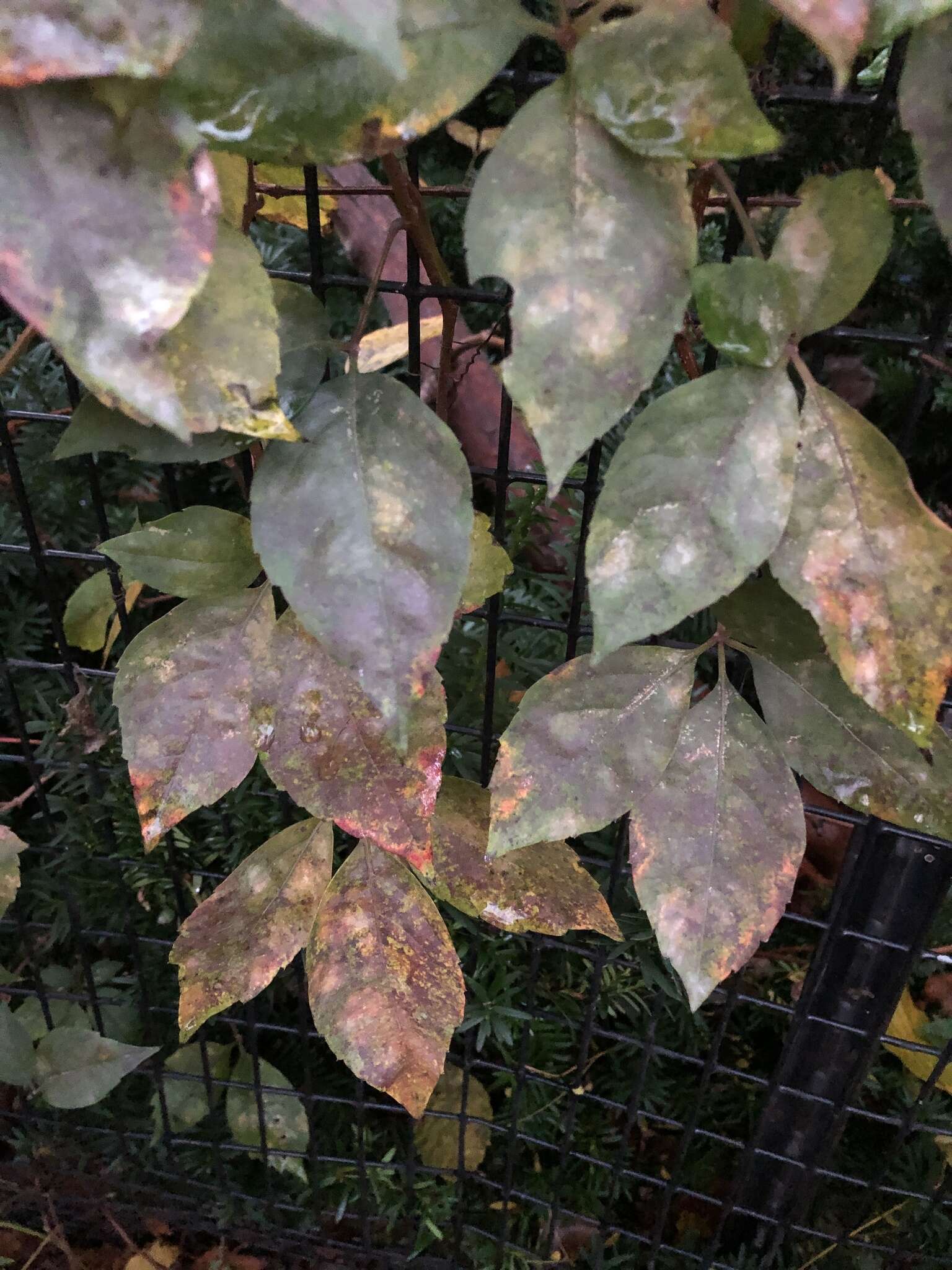 Image of Grape Powdery Mildew