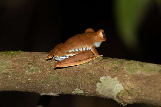 Image of Convict Tree Frog