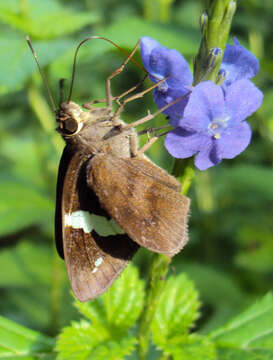 Image de Notocrypta paralysos Wood-Mason & de Nicéville 1881