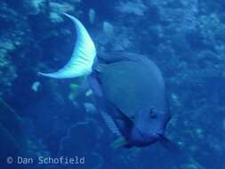 Image of Chocolate Surgeonfish