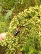 Imagem de Oxymerus aculeatus Dupont 1838