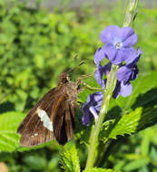 Image de Notocrypta paralysos Wood-Mason & de Nicéville 1881